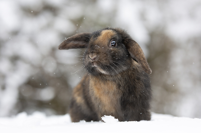 Mini Lop Mini Lop in snow, Photo by Tierfotoagentur   J. G dter