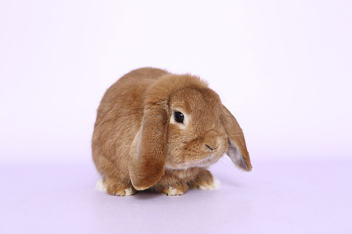 Dwarf Rabbit Dwarf Rabbit, Photo by Tierfotoagentur   J. Hutfluss