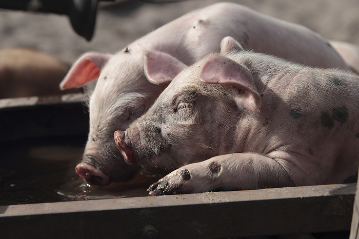 Pig group of piglets, Photo by Tierfotoagentur   J. Meyer