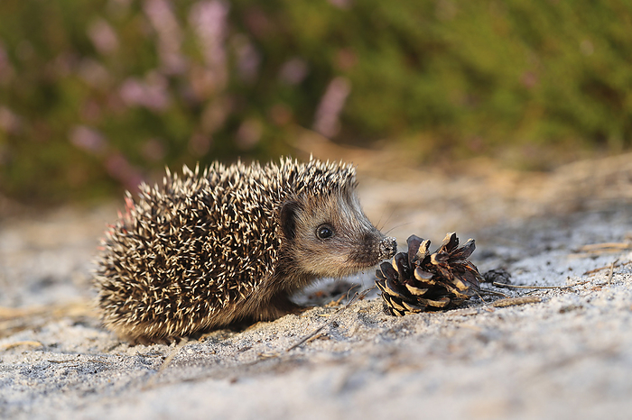 Hedgehog young Hedgehog, Photo by Tierfotoagentur   J. Meyer