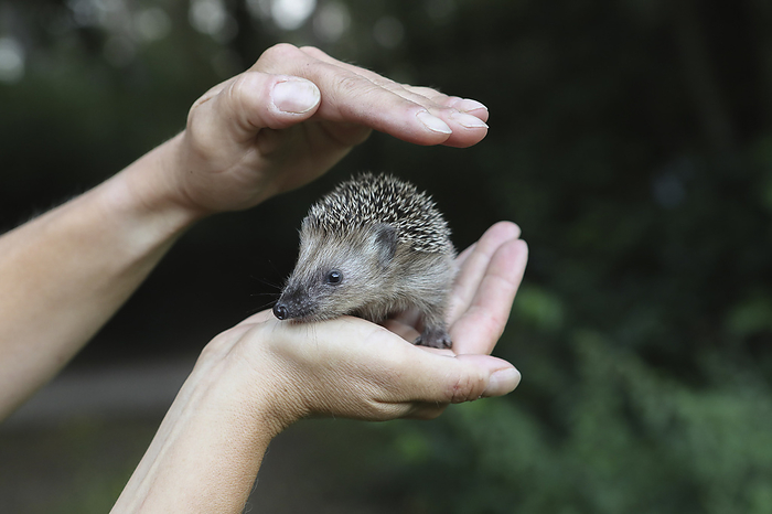 Hedgehog human with young Hedgehog, Photo by Tierfotoagentur   J. Meyer