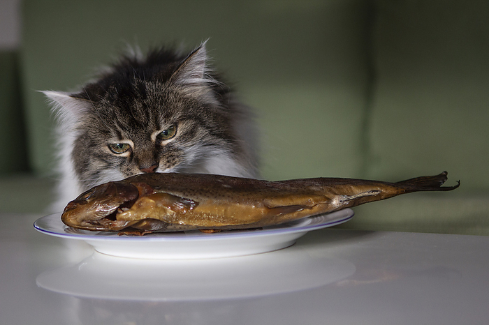 cat cat is snuffling fish, Photo by Tierfotoagentur   J. Meyer