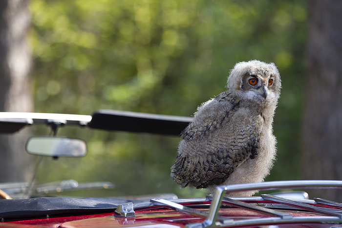 Eurasian Eagle Owl young eagle owl, Photo by Tierfotoagentur   J. Meyer