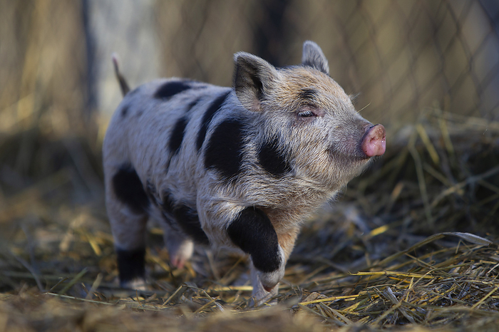 Minipig Mini pig piglet, Photo by Tierfotoagentur   J. Meyer