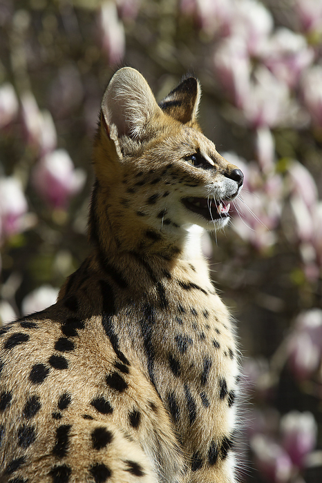 Serval Serval, Photo by Tierfotoagentur   J. Meyer