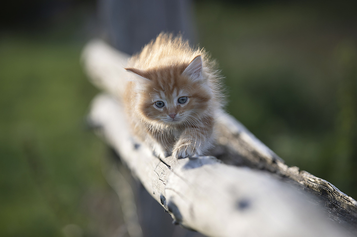Ragdoll Ragdoll kitten, Photo by Tierfotoagentur   J. Meyer