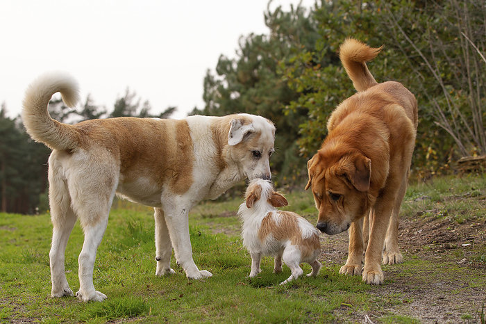 Mastin Espanol 3 dogs, Photo by Tierfotoagentur   J. Meyer