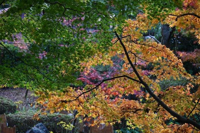Autumn Leaves, Seasonal Backgrounds Web graphics, Autumn