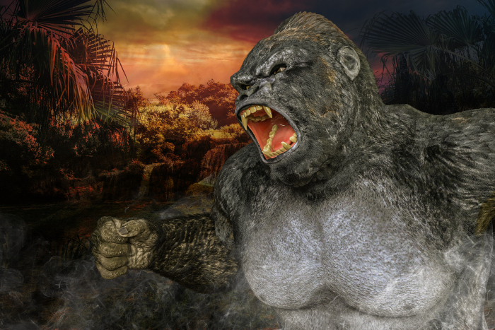 Giant gorilla bares large fangs and is in battle mode