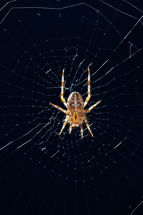 Cross Spider cross spider, Photo by Tierfotoagentur   M. Zindl
