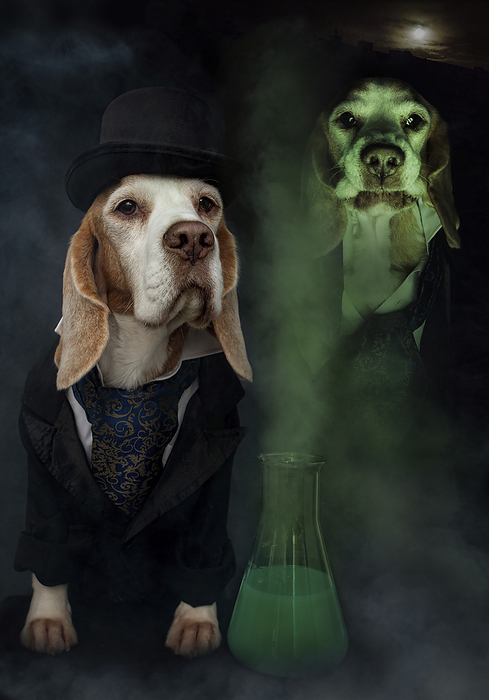 Beagle Beagle in costume, Photo by Tierfotoagentur   M. Hoffmann