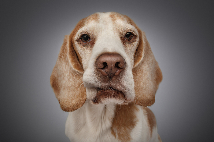 Beagle Beagle portrait, Photo by Tierfotoagentur   M. Hoffmann