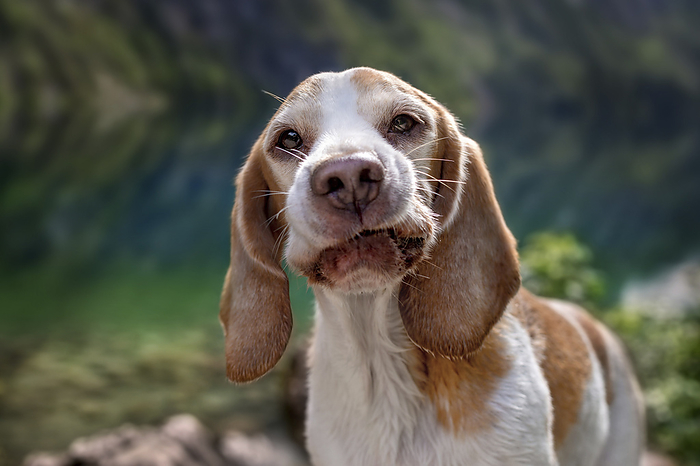 Beagle Beagle in the mountains, Photo by Tierfotoagentur   M. Hoffmann