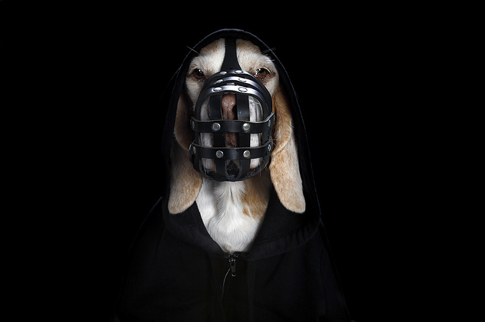 Beagle Beagle portrait, Photo by Tierfotoagentur   M. Hoffmann