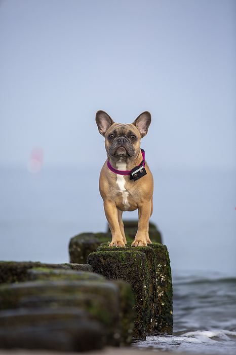 French Bulldog French Bulldog on the baltic sea, Photo by Tierfotoagentur   M. Wegner