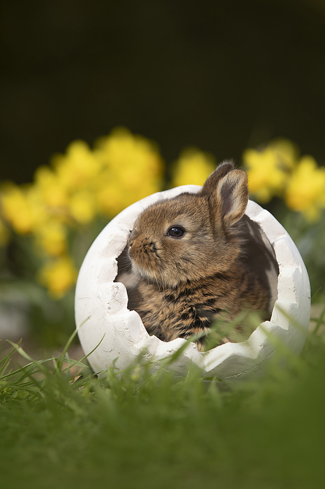Rabbit young rabbit, Photo by Tierfotoagentur   R. Richter