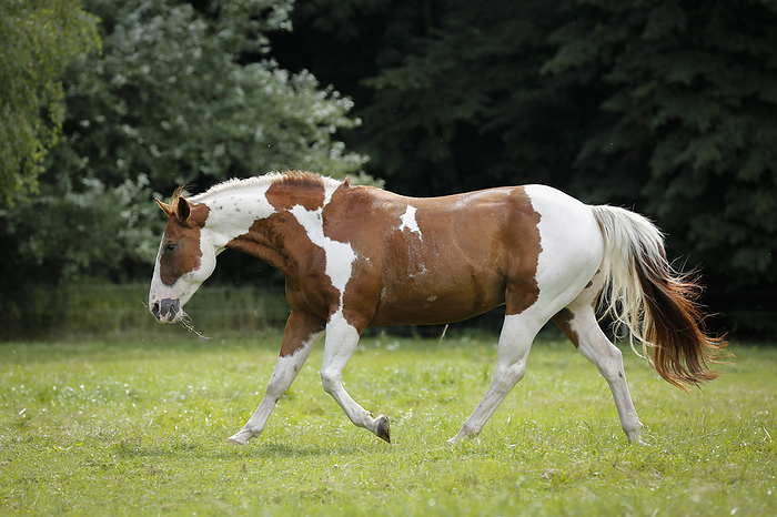 Paint Horse trotting Paint Horse, Photo by Tierfotoagentur   R. Richter