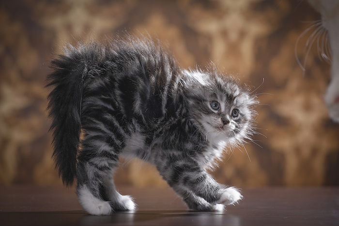 Maine Coon Kitten makes cat hump, Photo by Tierfotoagentur   R. Richter