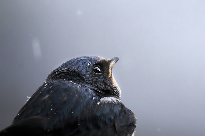 Barn swallow in the rain, Photo by Aron Kühne