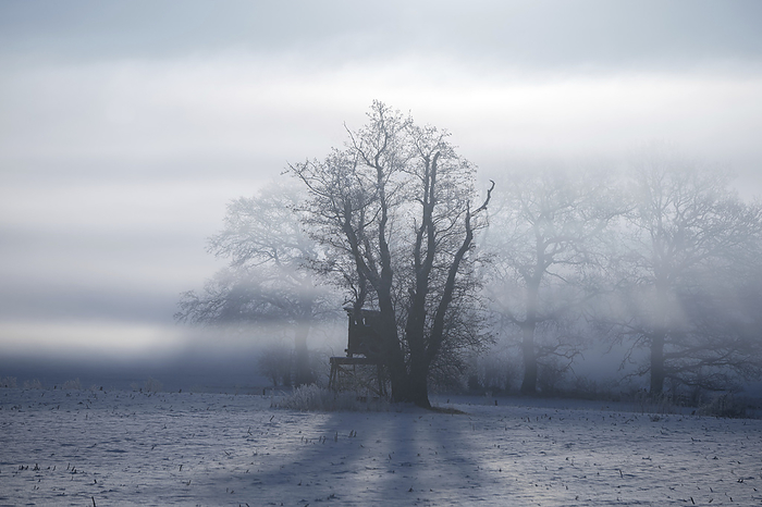 Fog in the field, Photo by Aron Kühne