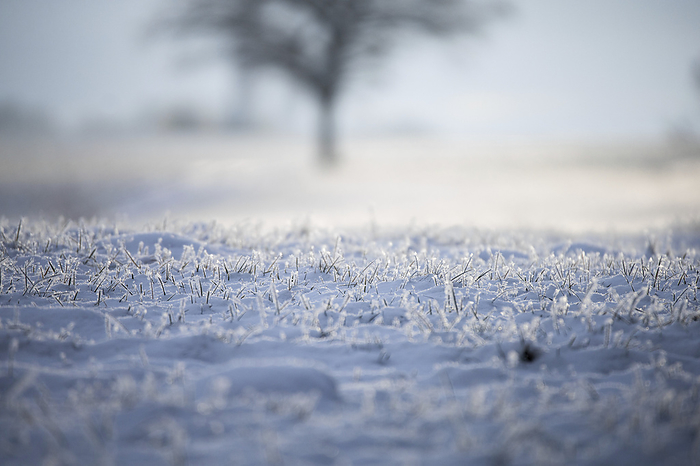 Frost on the field, Photo by Aron Kühne