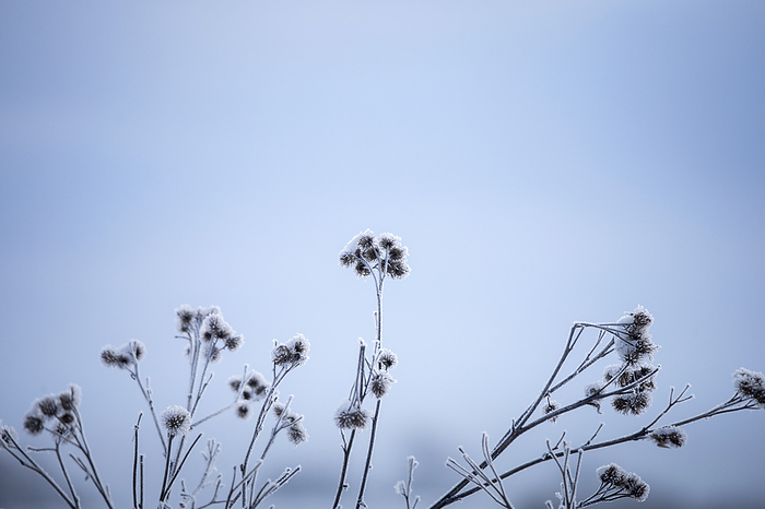 Flowers in frost, Photo by Aron Kühne