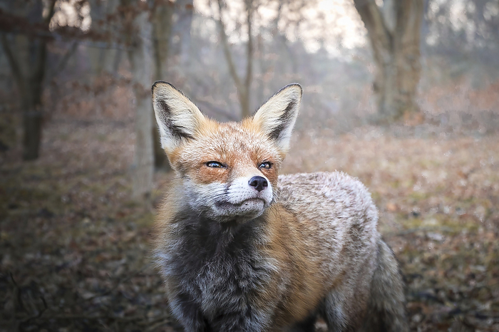 Portrait of a fox, Photo by Aron Kühne