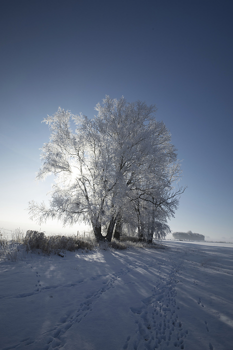 Bright spot in a snowy landscape, Photo by Aron Kühne