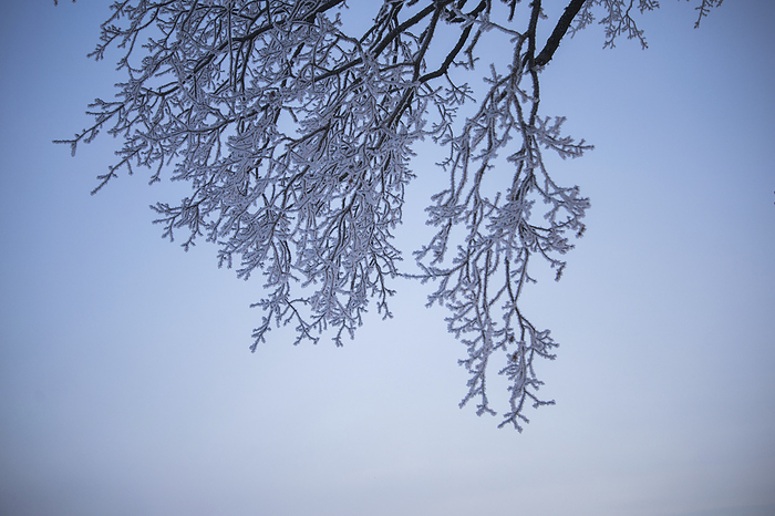 Frost on branches, Photo by Aron Kühne
