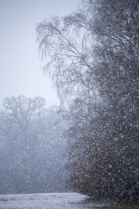 Snowfall, Photo by Aron Kühne