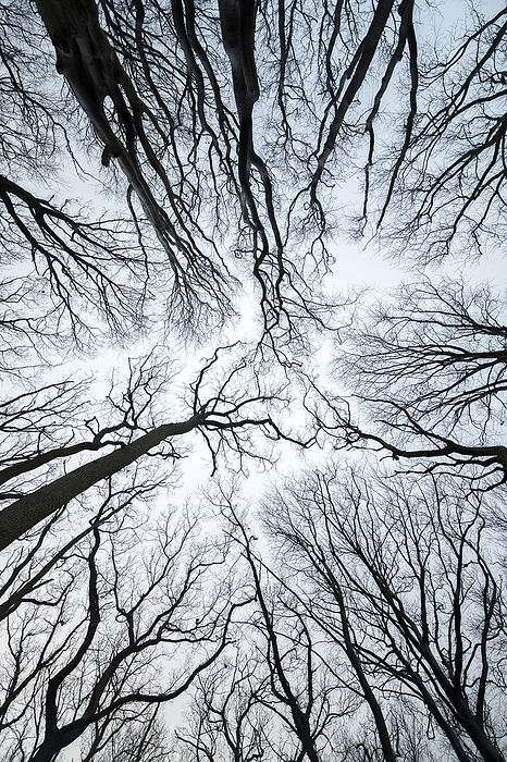 bare trees from below, Photo by Aron Kühne