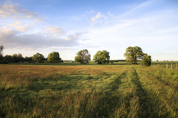 Summer meadow, Photo by Aron Kühne