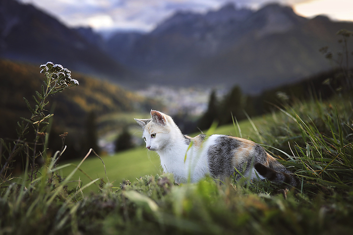Domestic Cat Domestic Cat, Photo by Tierfotoagentur   S. Klisch