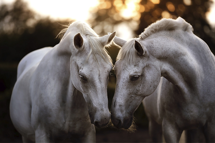 Horse Horses, Photo by Tierfotoagentur   S. Klisch