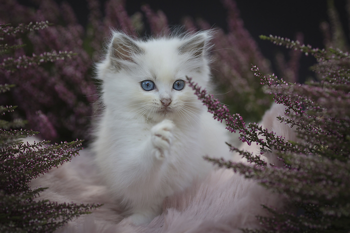 Ragdoll Ragdoll kitten in the heather, Photo by Tierfotoagentur   S. Ilgaz