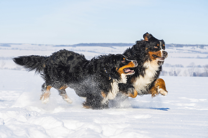 Bernese Mountain Dog 2 Bernese Mountain Dogs in the snow, Photo by Tierfotoagentur   S. Starick