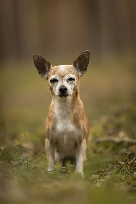 Chihuahua old Chihuahua, Photo by Tierfotoagentur   T. Bauer