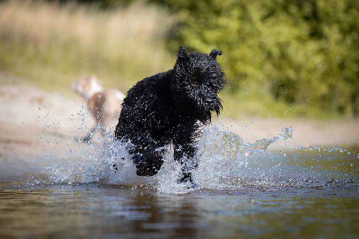 Black Russian Terrier running Black Russian Terrier, Photo by Tierfotoagentur   U. Moswald