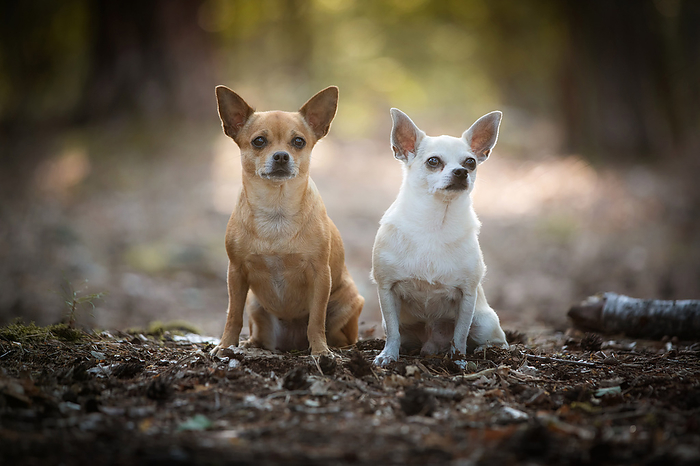 Chihuahua 2 Chihuahua, Photo by Tierfotoagentur   U. Moswald