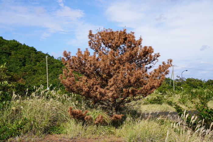 Dead pine tree (Hyotan-yama, Miyakejima San'ichi Mountain Observatory, Tokyo)