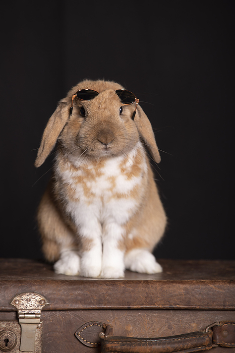 Rabbit rabbit in studio, Photo by Tierfotoagentur   J. Meyer