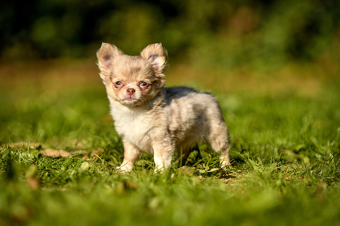 Chihuahua Chihuahua Puppy, Photo by Tierfotoagentur   Y. Janetzek
