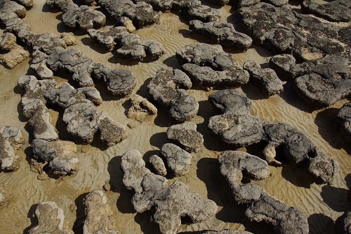 Australia Stromatolite