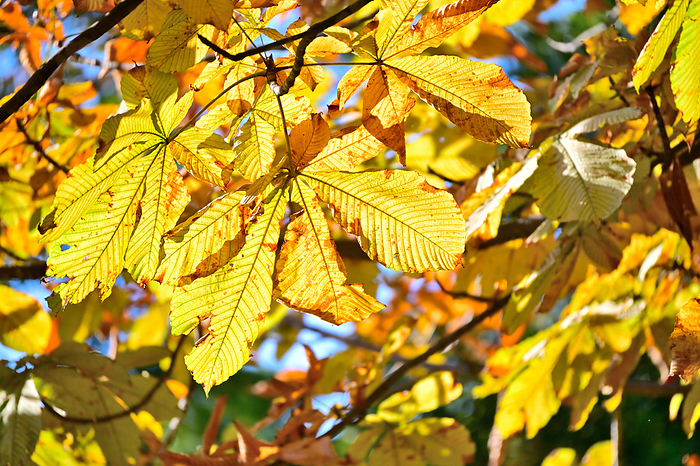 Yellow leaves of horse chestnut (Aesculus hippocastanum) Mucoraceae