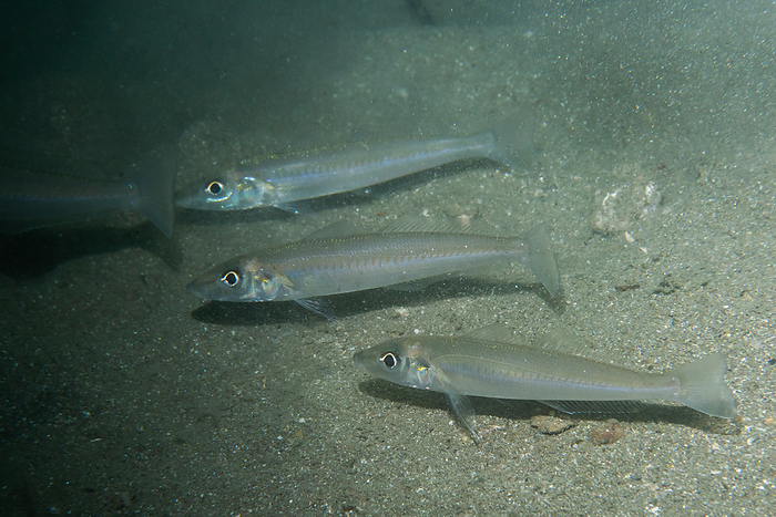 Japanese whiting  Sillago japonica  White croaker in the water