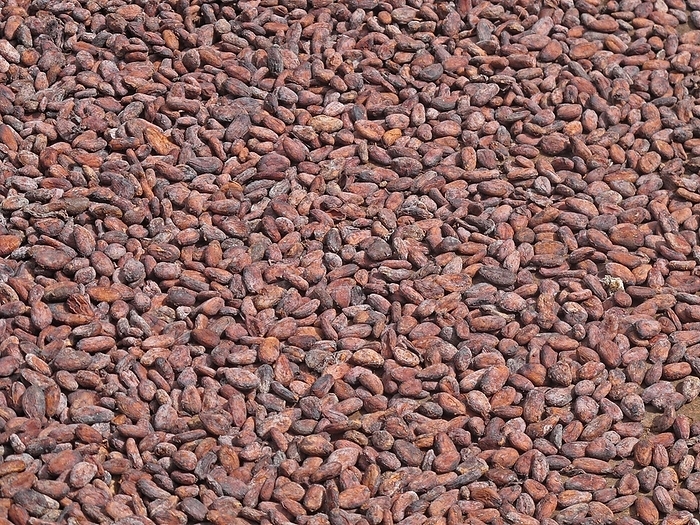 Saint Lucia Cocoa tree  Theobroma cacao  harvest, close up of beans in dry shell, Fond Doux plantation, St. Lucia, Windward Islands, Lesser Antilles