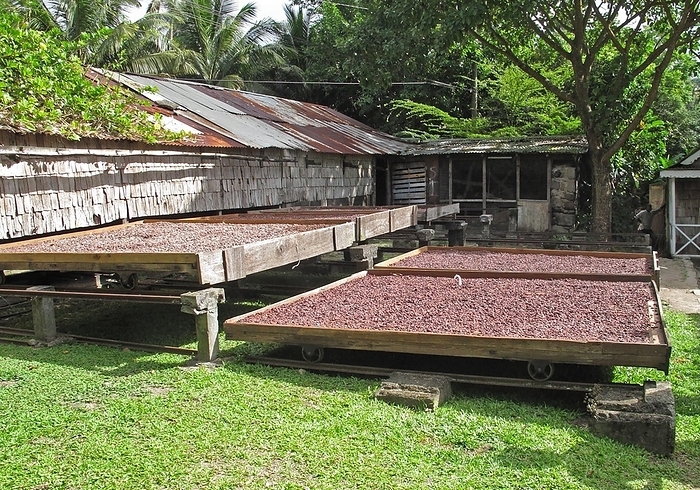 Saint Lucia Cocoa tree  Theobroma cacao , beans in dry shells, Fond Doux plantation, St. Lucia, Windward Islands, Lesser Antilles