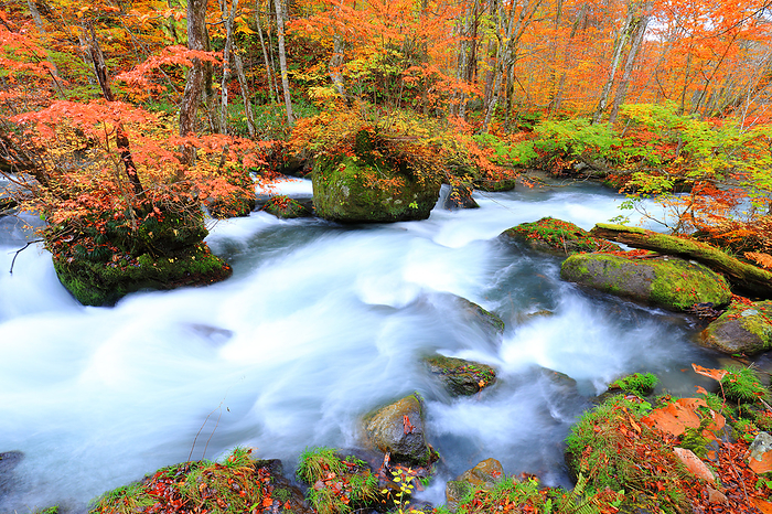 Oirase Stream in autumn, Ishigado stream, Towada City, Aomori Prefecture