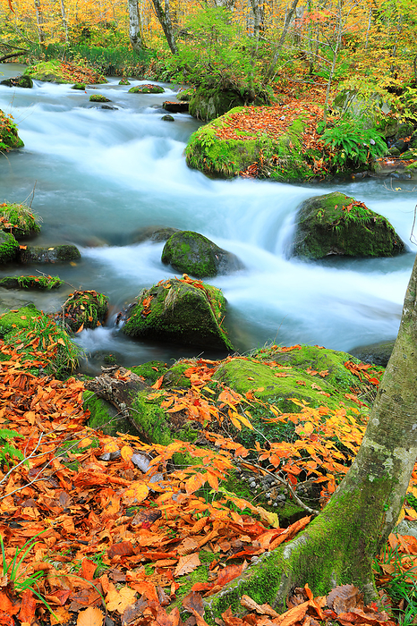 Oirase Stream in autumn, Ishigado stream, Towada City, Aomori Prefecture
