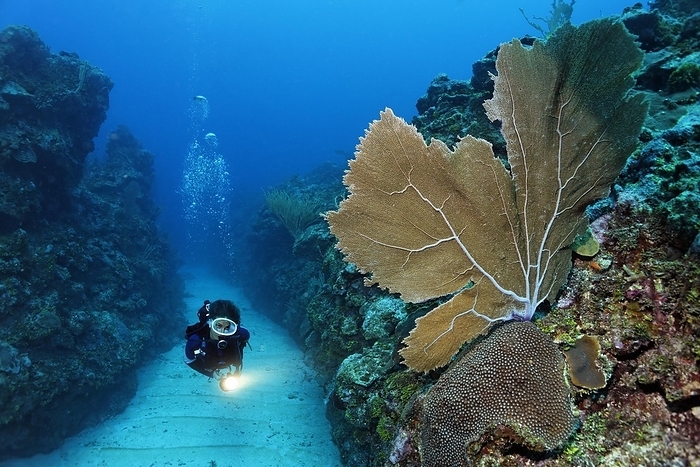 Belize Scuba diver carrying a torch swims through a sandy bottomed channel between coral reefs and observes a Sea Fan coral  Gorgonia flabellum , barrier reef, San Pedro, Ambergris Cay Island, Belize, Central America, Caribbean, Central America